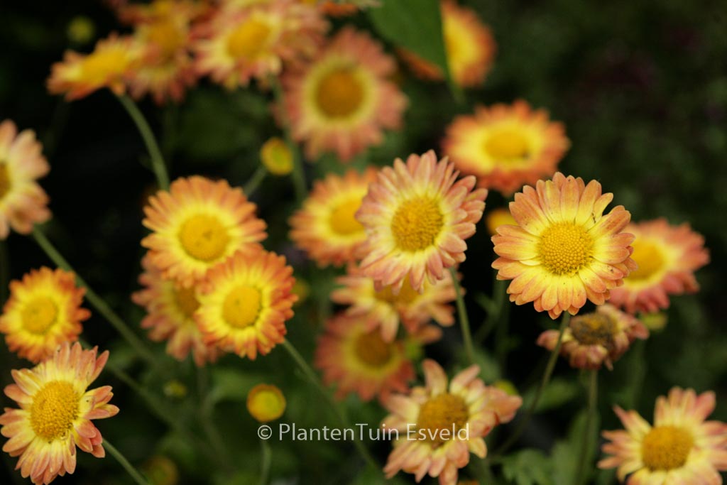 Chrysanthemum ‘Dernier Soleil’