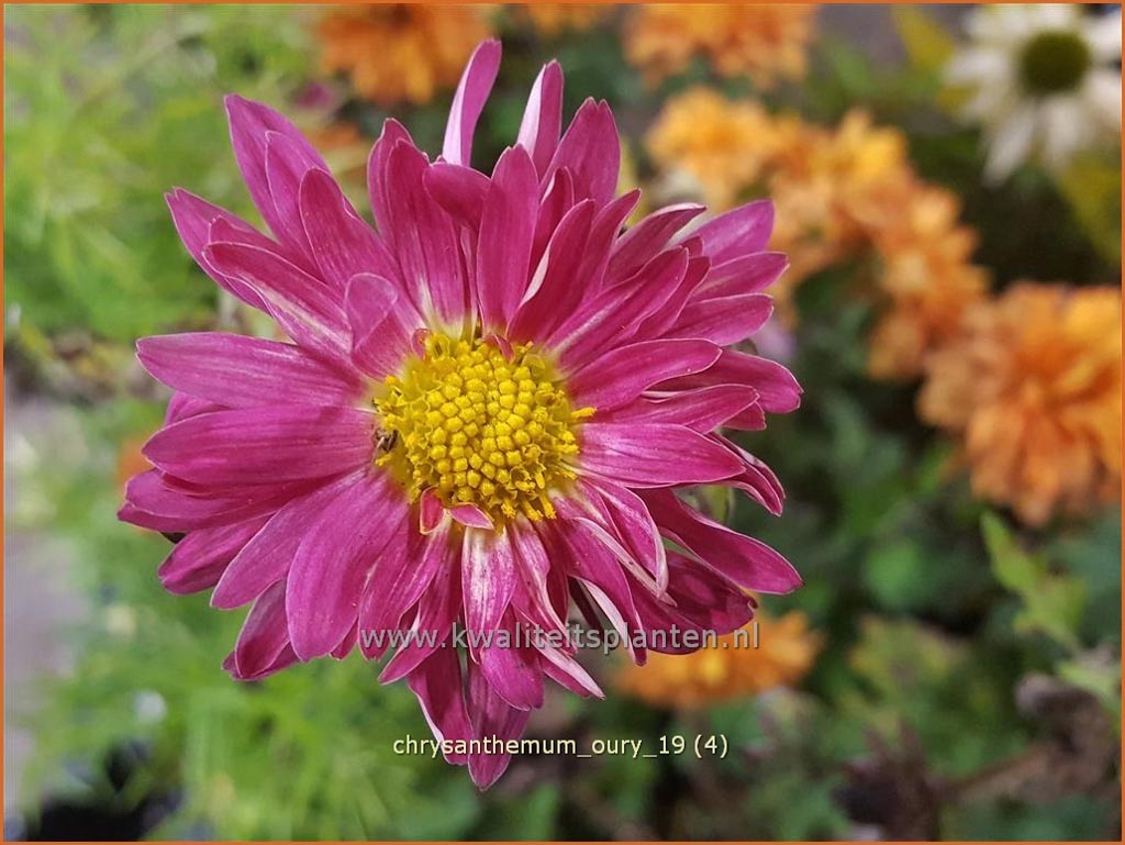 Chrysanthemum ‘Oury’