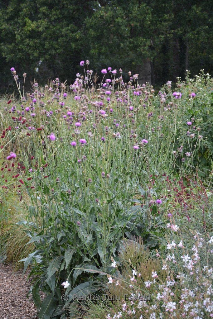 Cirsium canum