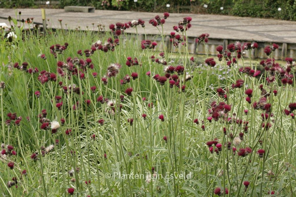 Cirsium rivulare ‘Atropurpureum’