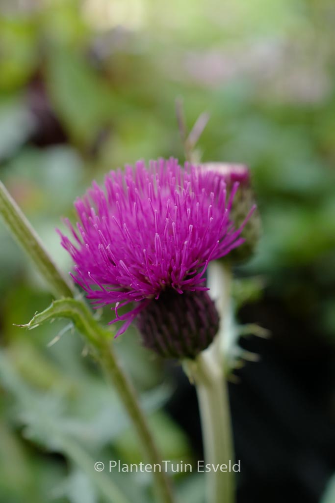 Cirsium rivulare ‘Trevor’s Blue Wonder’