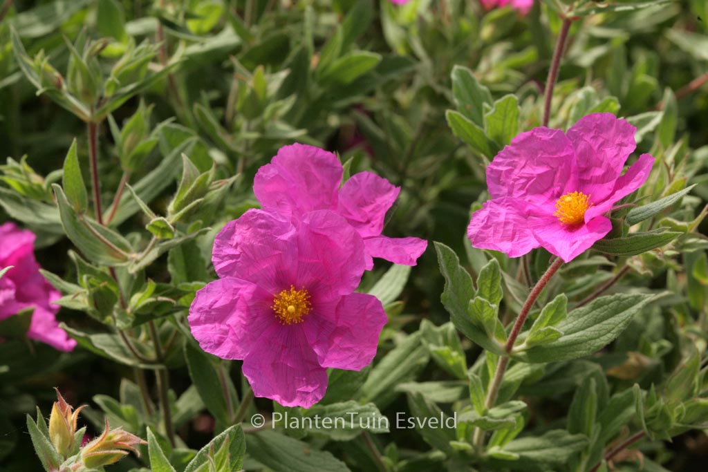 Cistus pulverulentus ‘Sunset’