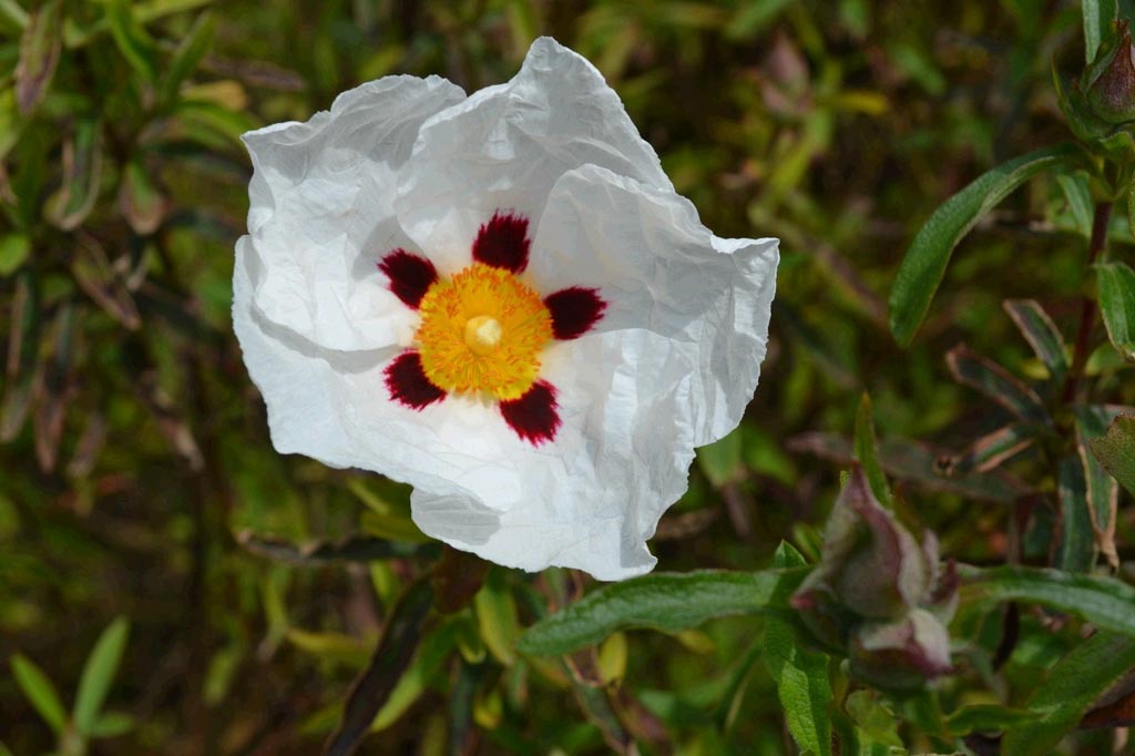 Cistus purpureus ‘Alan Fradd’