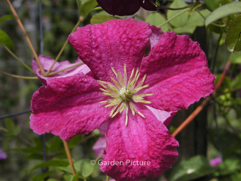 Clematis ‘Abundance’