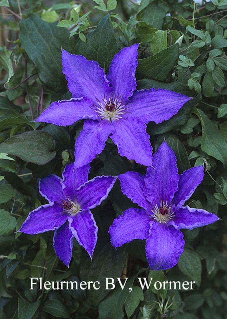 Clematis ‘Alice Fisk’