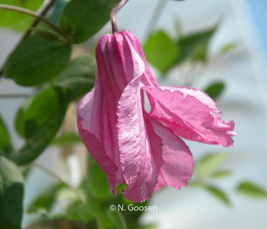 Clematis ‘Aljonushka’