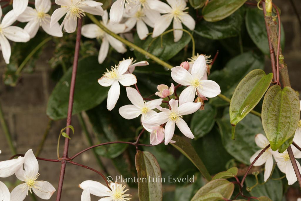 Clematis ‘Apple Blossom’