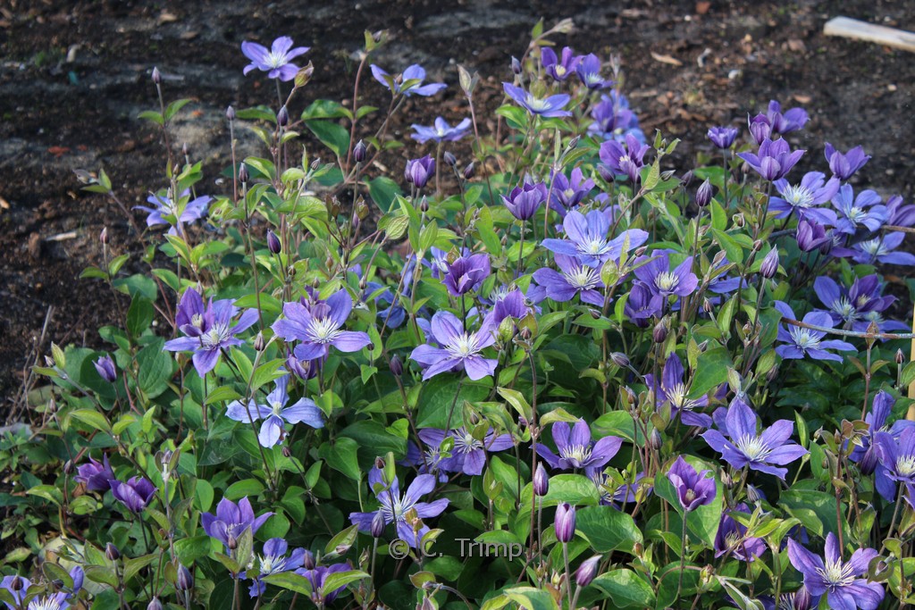 Clematis ‘Arabella’