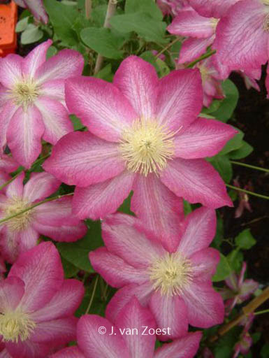 Clematis ‘Asao’