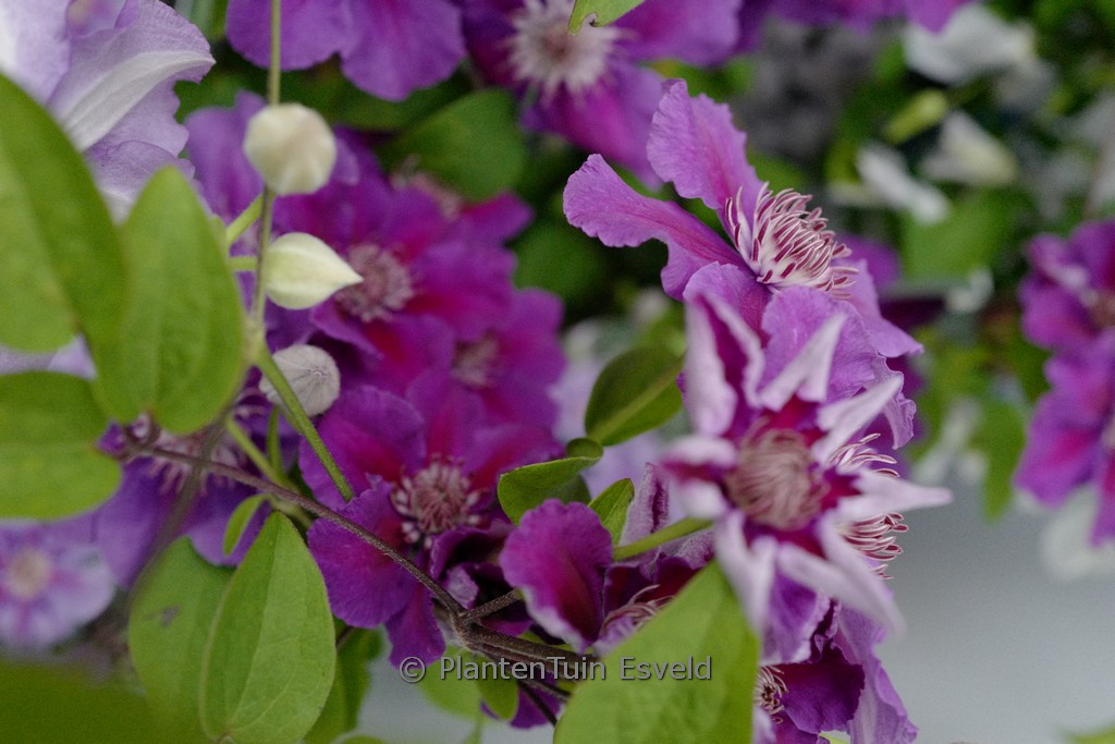 Clematis ‘Ashva’