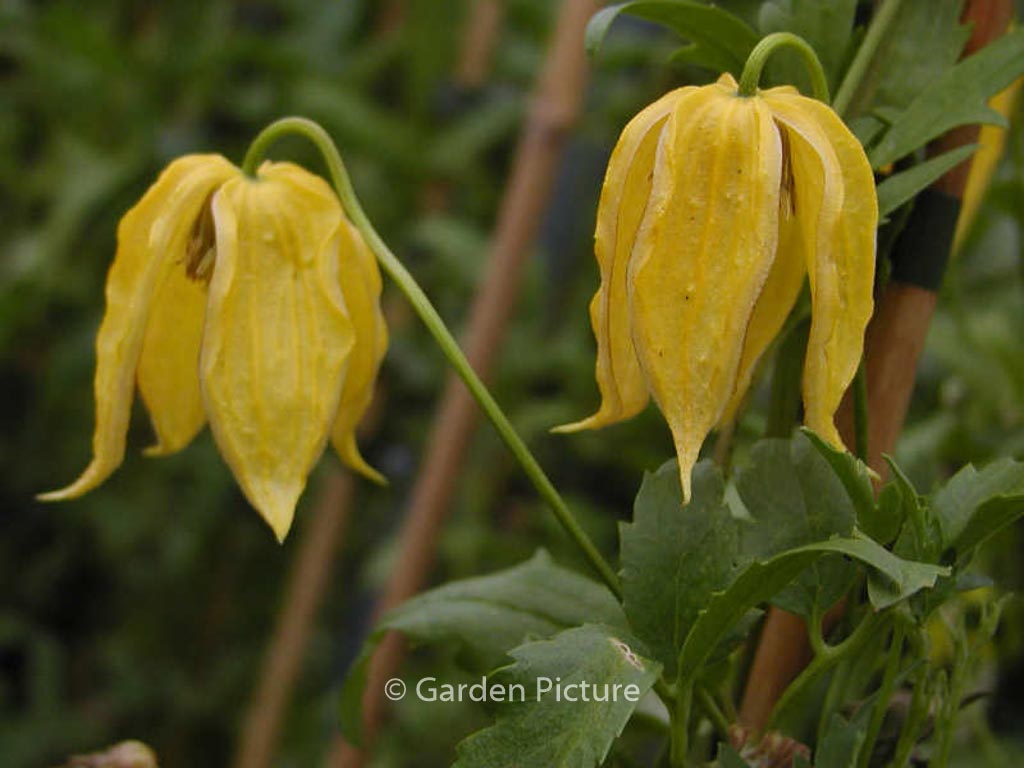 Clematis ‘Aureolin’