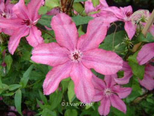 Clematis ‘Barbara’