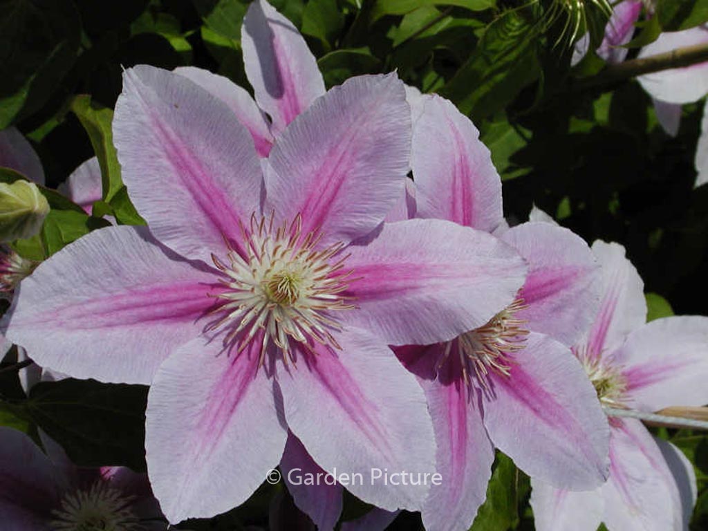 Clematis ‘Bees Jubilee’