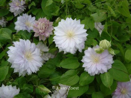 Clematis ‘Belle of Woking’