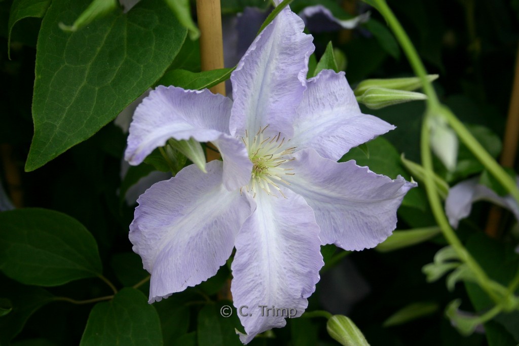 Clematis ‘Blekitny Aniol’ (BLUE ANGEL)