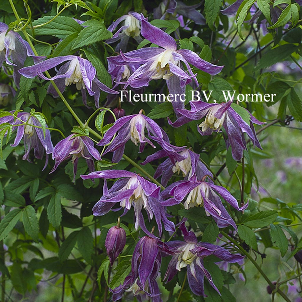 Clematis ‘Blue Bird’