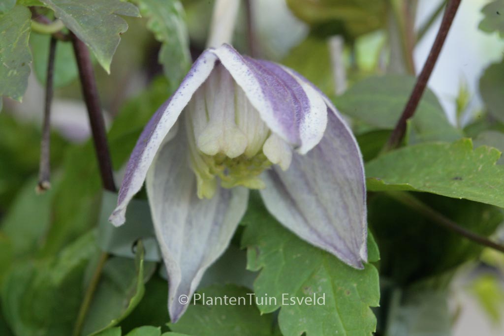 Clematis ‘Blue Eclipse’