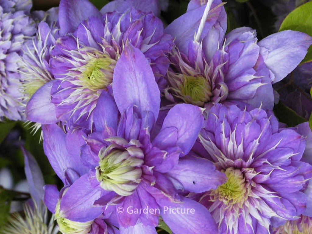 Clematis ‘Blue Light’
