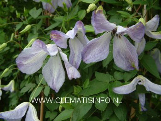 Clematis ‘Caerulea Luxurians’