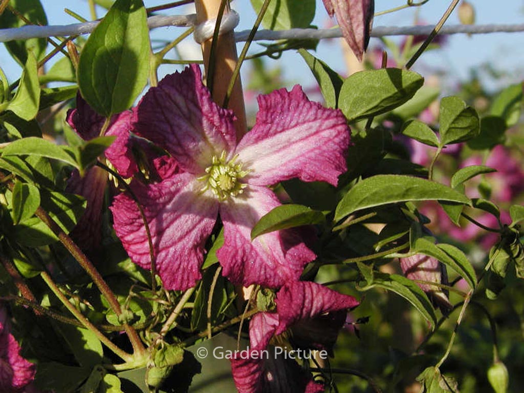 Clematis ‘Carmencita’