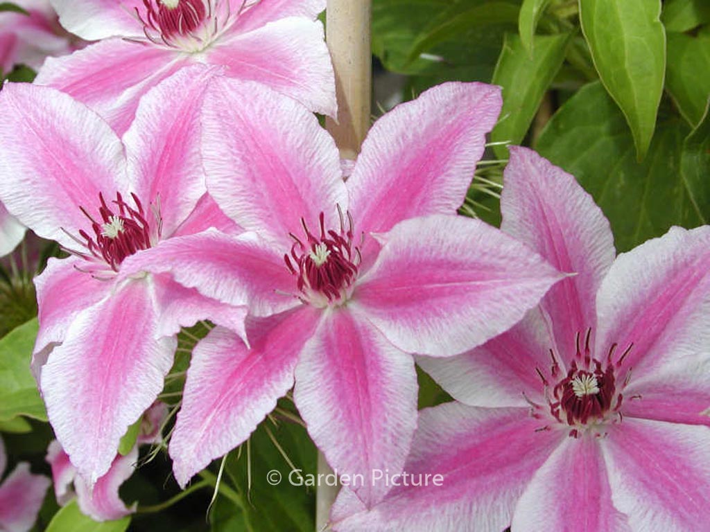 Clematis ‘Carnaby’