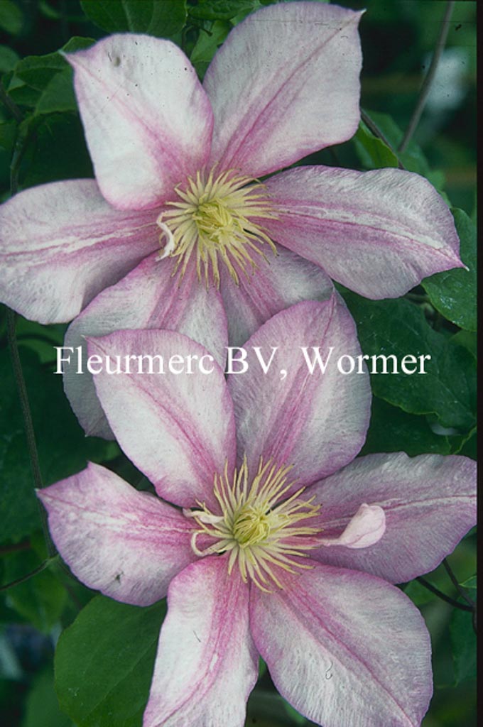 Clematis ‘Caroline’
