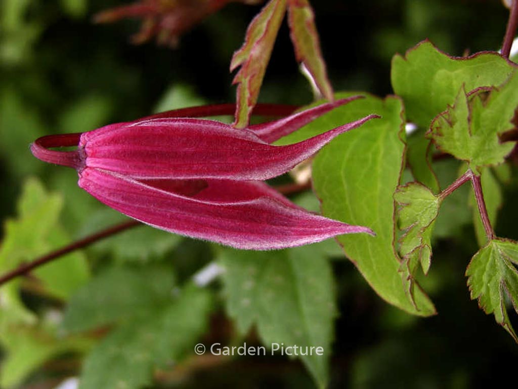 Clematis ‘Columella’