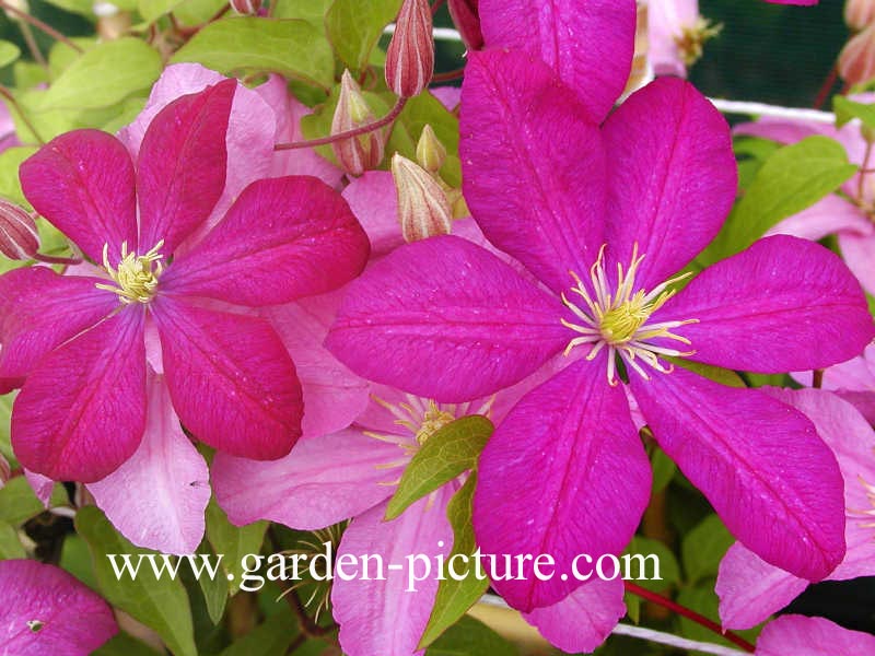 Clematis ‘Comtesse de Bouchaud’