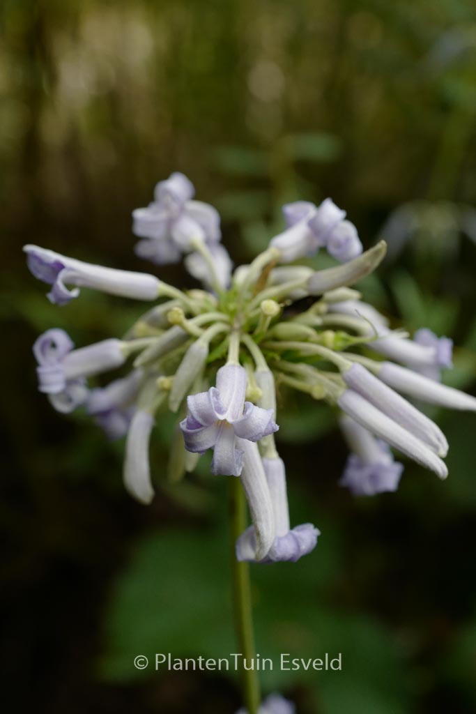 Clematis ‘Crepuscule’