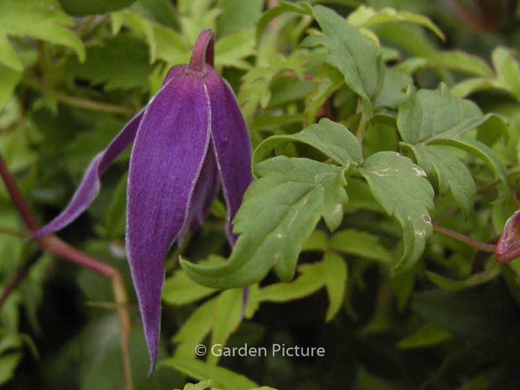 Clematis ‘Cyanea’