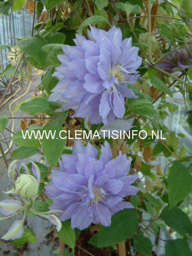 Clematis ‘Denny’s Double’