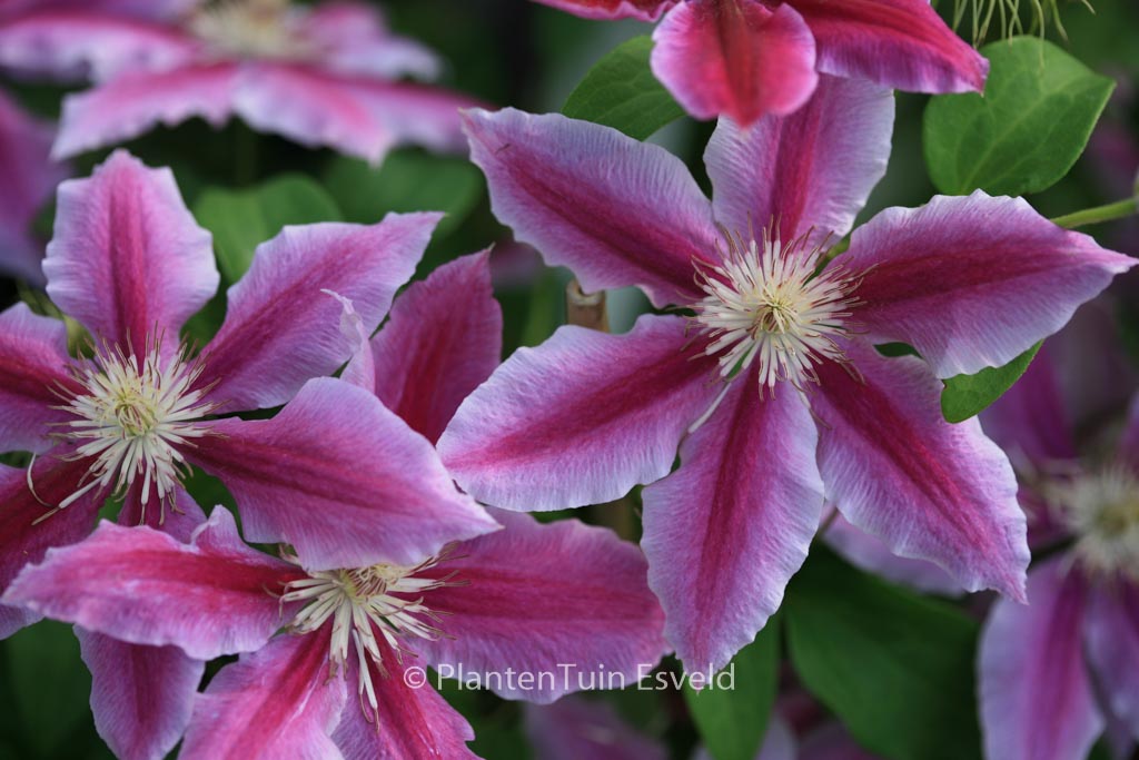 Clematis ‘Doctor Ruppel’