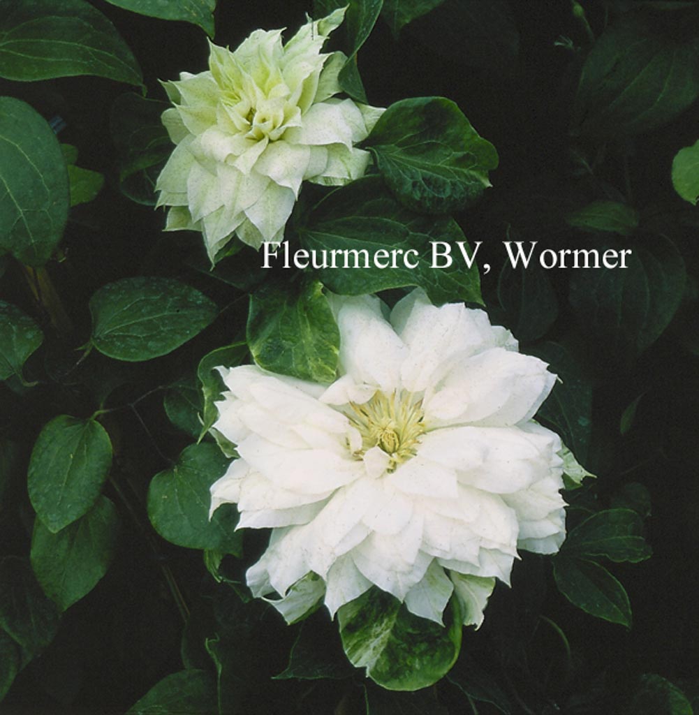 Clematis ‘Duchess of Edinburgh’