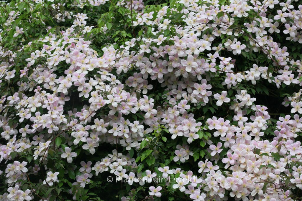 Clematis ‘Elizabeth’