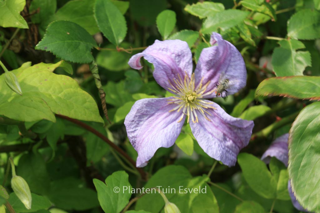 Clematis ‘Emilia Plater’