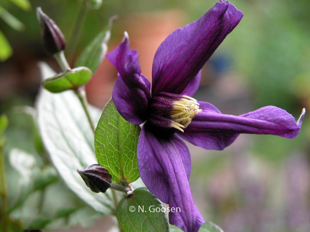 Clematis ‘Eriostemon’