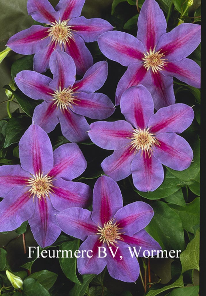 Clematis ‘Etoile de Malicorne’