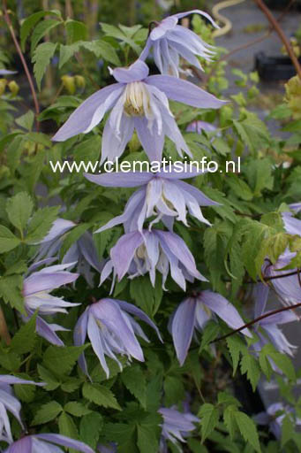 Clematis ‘Eximia’