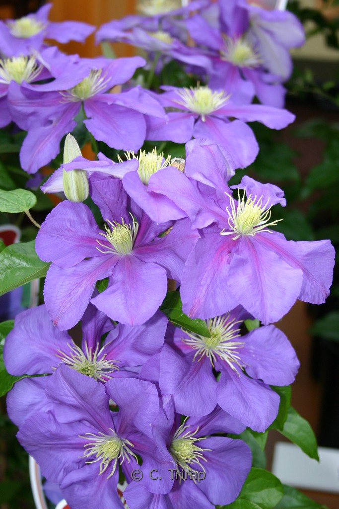 Clematis ‘General Sikorski’