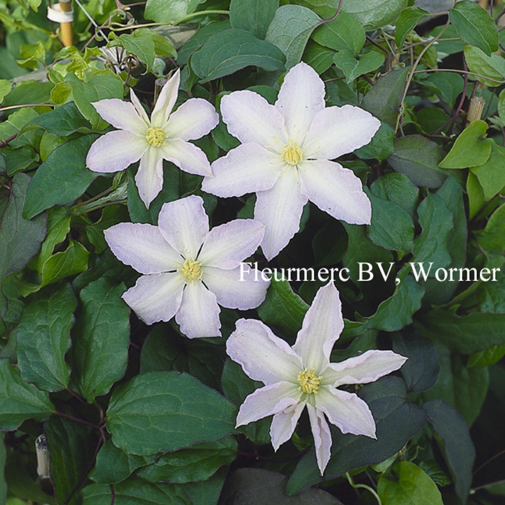 Clematis ‘Gladys Picard’