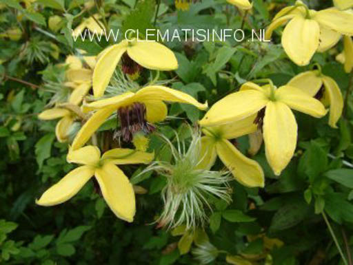 Clematis ‘Golden Harvest’