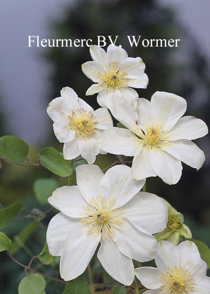 Clematis ‘Guernsey Cream’