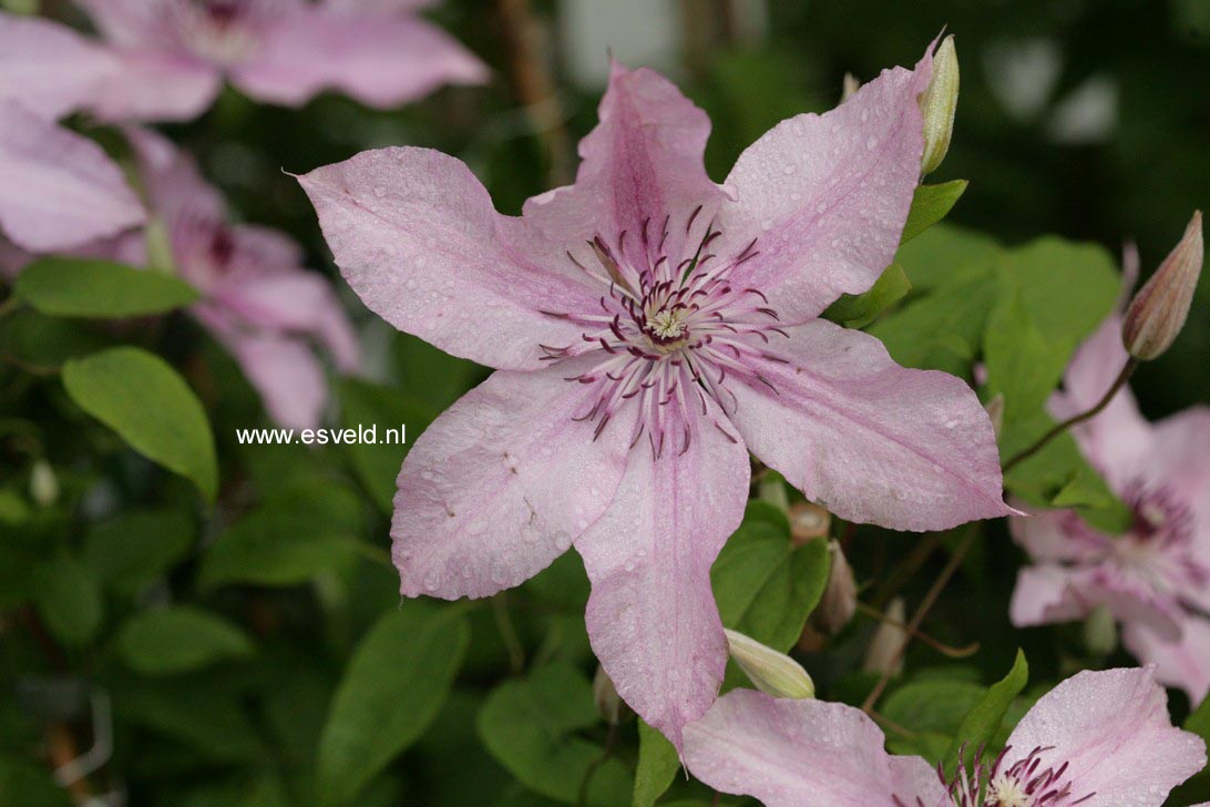 Clematis ‘Hagley Hybrid’