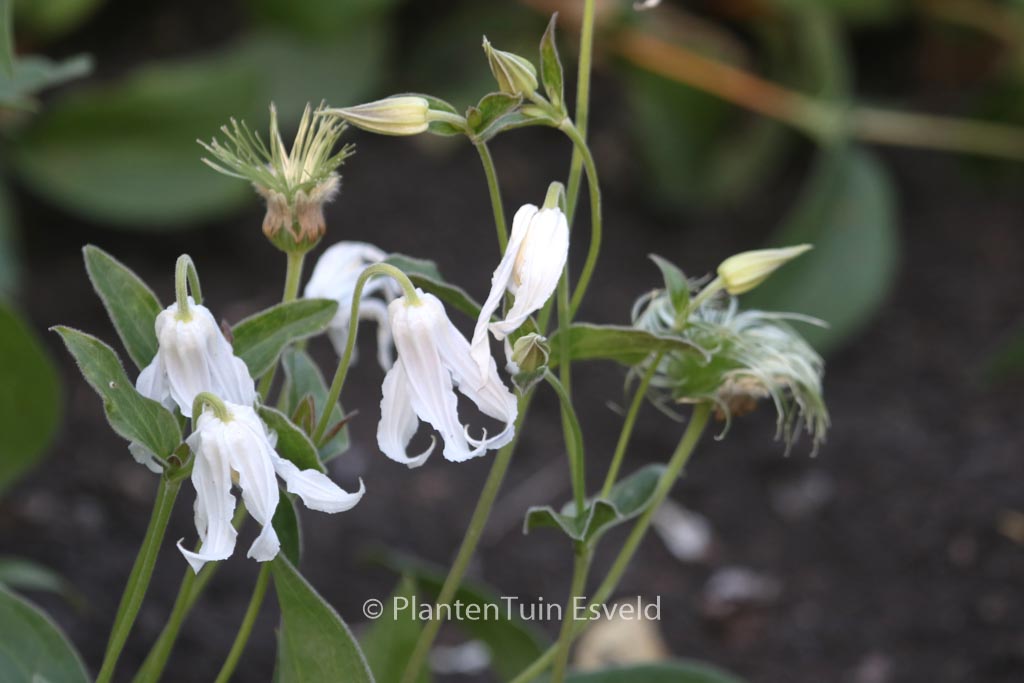 Clematis ‘Hakuree’