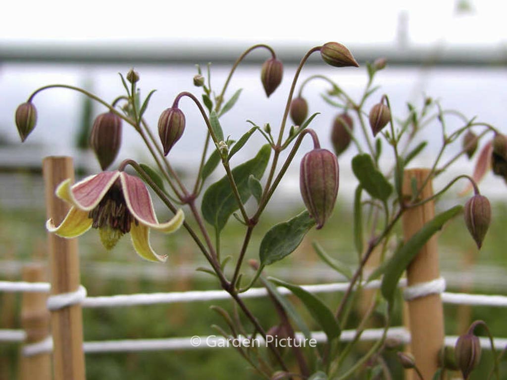 Clematis ‘Harry Smith’