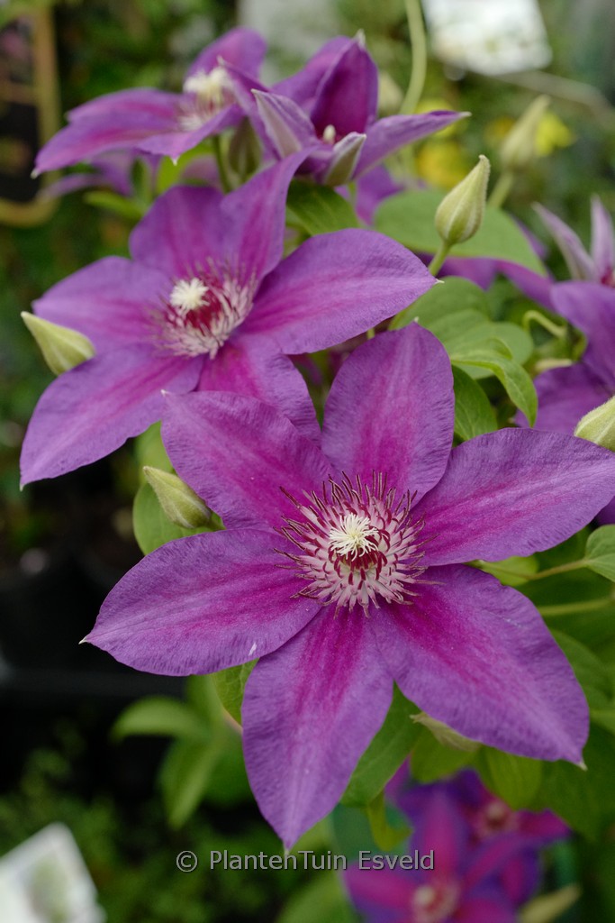 Clematis ‘Have Fun’