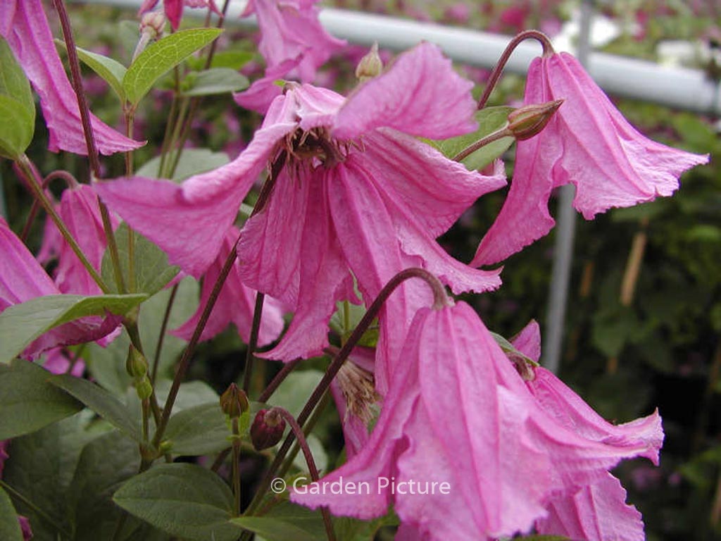 Clematis ‘Heather Herschell’
