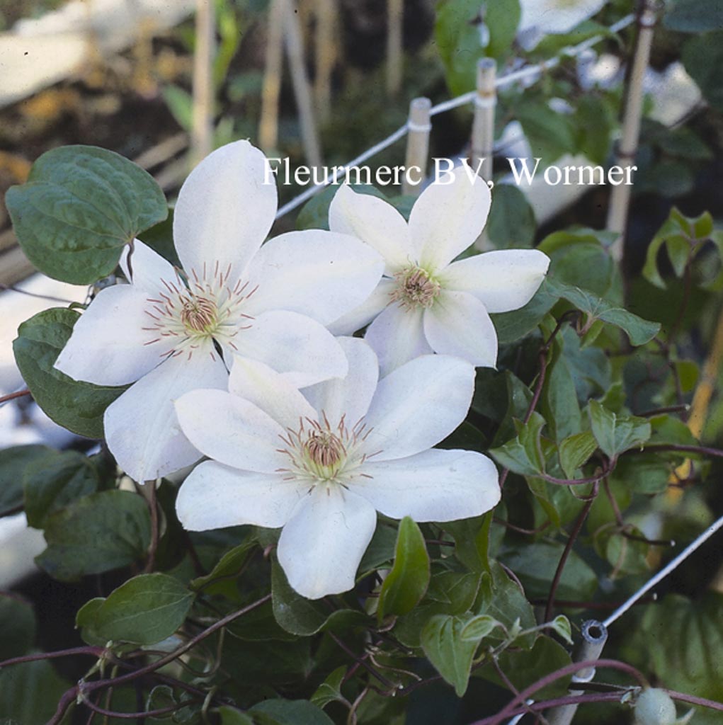 Clematis ‘Henryi’