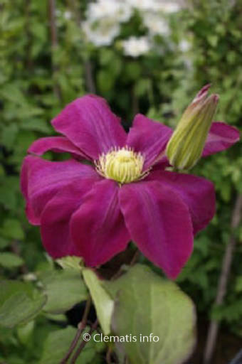 Clematis ‘Hoshi-no-flamenco’
