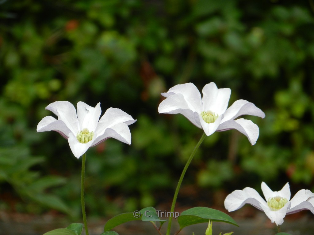 Clematis ‘Huldine’